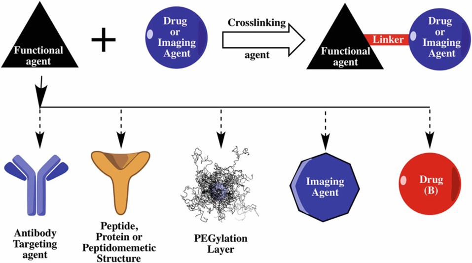 Basic schematic of bioconjugate design and structure