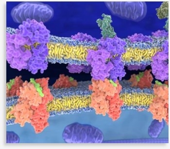 Medicinal Peptides Custom Development