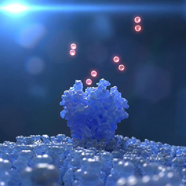 Antibody-drug Conjugate(ADC)