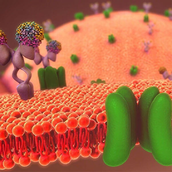 Antibody-drug Conjugate(ADC)