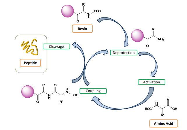 Schematic representation of Merrifield solid-phase peptide synthesis.